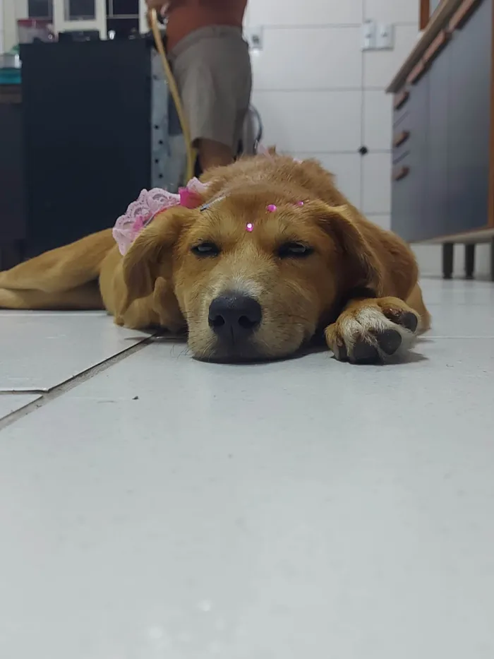 Cachorro ra a SRD-ViraLata idade 2 a 6 meses nome Sem nome