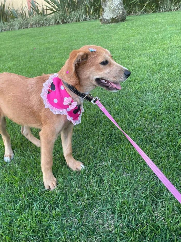 Cachorro ra a SRD-ViraLata idade 2 a 6 meses nome Sem nome