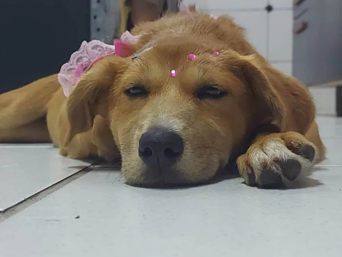 Cachorro ra a SRD-ViraLata idade 2 a 6 meses nome Sem nome