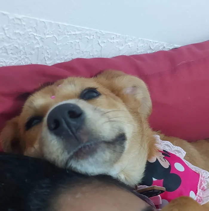 Cachorro ra a SRD-ViraLata idade 2 a 6 meses nome Sem nome