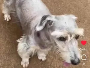 Cachorro raça Shnauzer idade 6 ou mais anos nome Billy