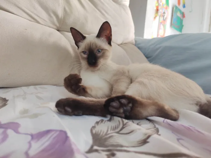 Gato ra a SRD-ViraLata idade 2 a 6 meses nome Filó 