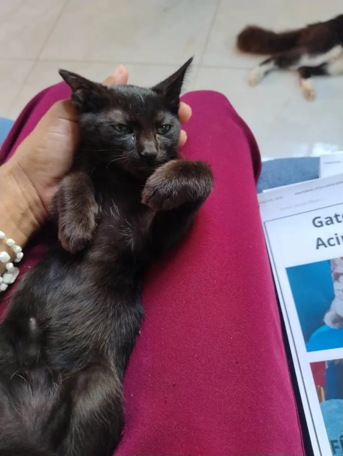 Gato ra a SRD-ViraLata idade 2 a 6 meses nome jujuba 