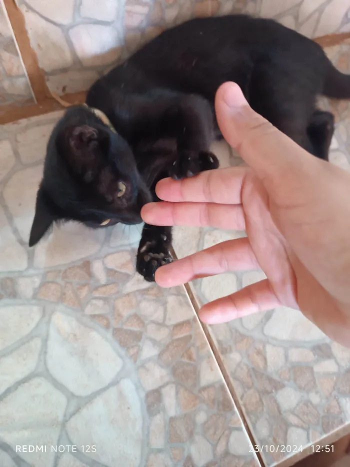 Gato ra a Exótico idade 2 a 6 meses nome Lady