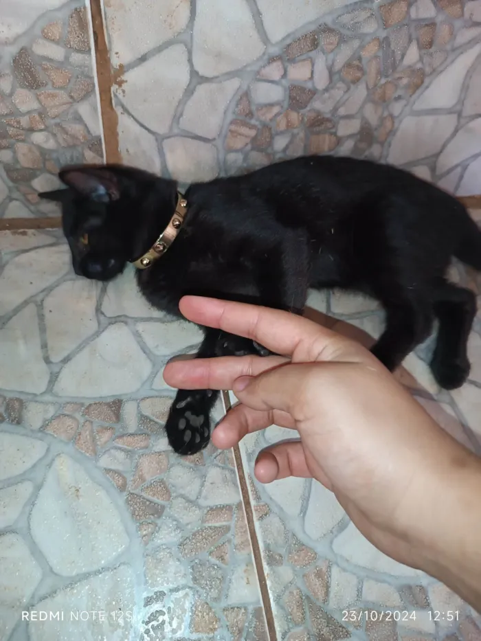 Gato ra a Exótico idade 2 a 6 meses nome Lady