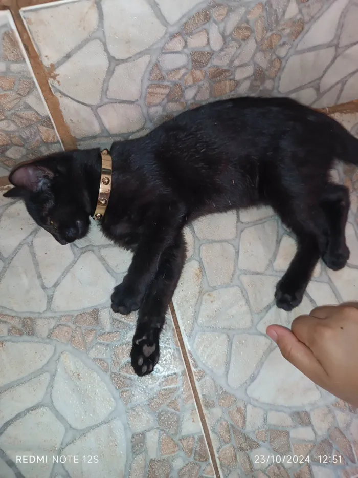 Gato ra a Exótico idade 2 a 6 meses nome Lady