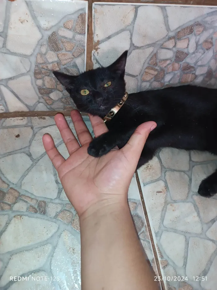 Gato ra a Exótico idade 2 a 6 meses nome Lady