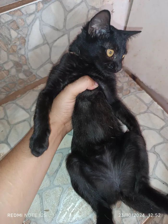 Gato ra a Exótico idade 2 a 6 meses nome Lady