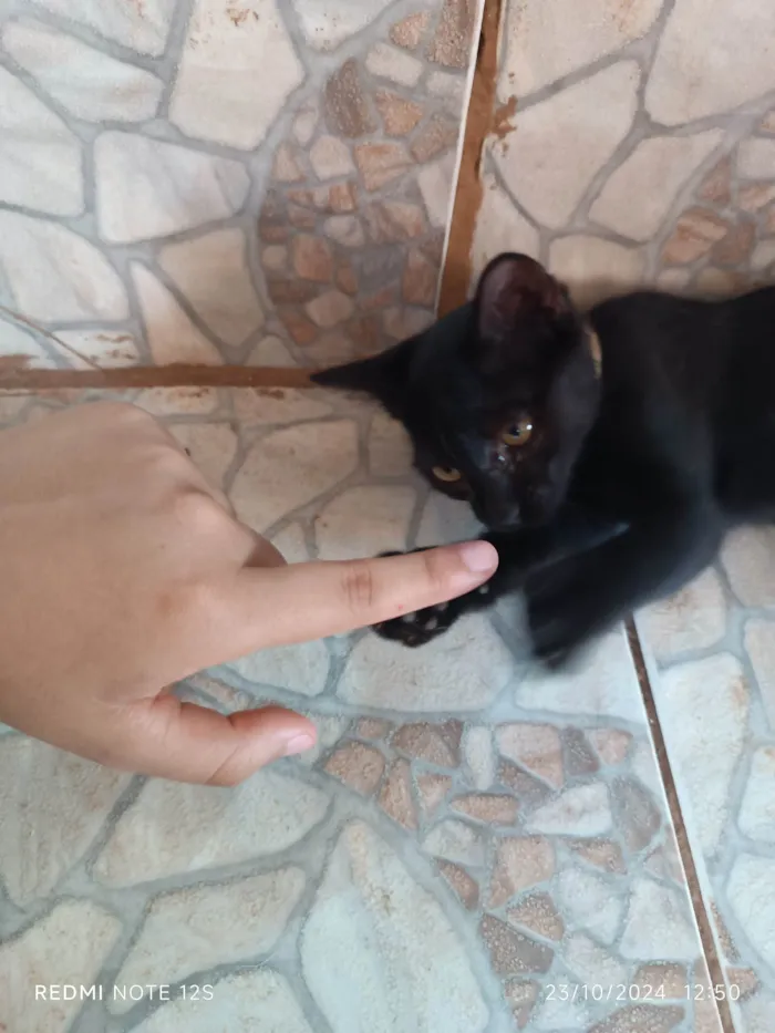 Gato ra a Exótico idade 2 a 6 meses nome Lady