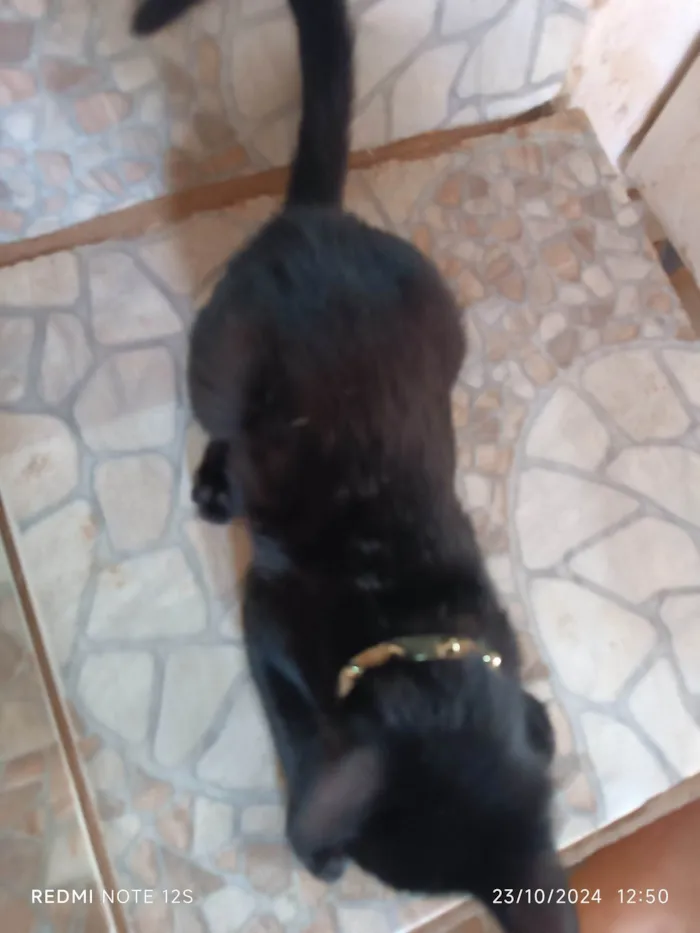 Gato ra a Exótico idade 2 a 6 meses nome Lady