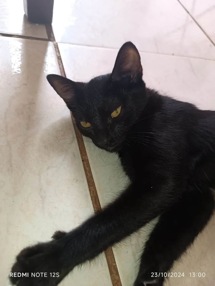 Gato ra a Exótico idade 2 a 6 meses nome Lady