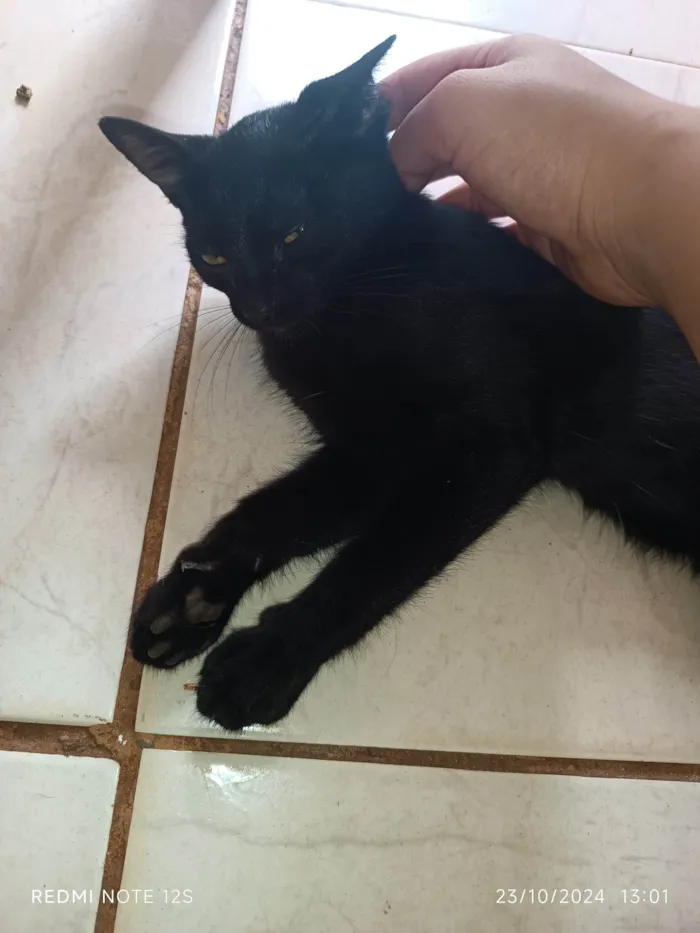 Gato ra a Exótico idade 2 a 6 meses nome Lady