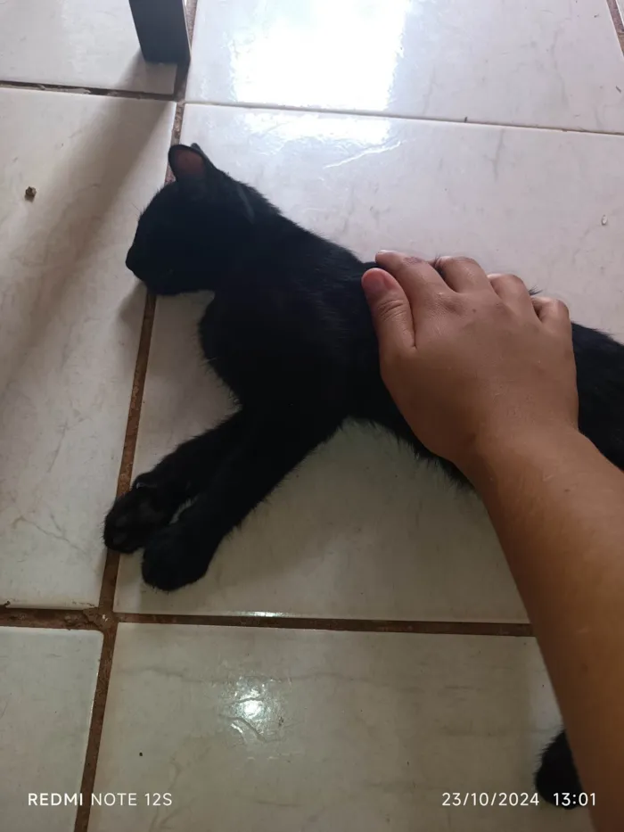 Gato ra a Exótico idade 2 a 6 meses nome Lady