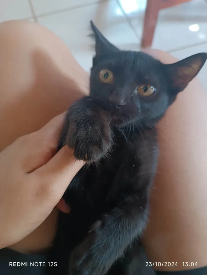 Gato ra a Exótico idade 2 a 6 meses nome Lady