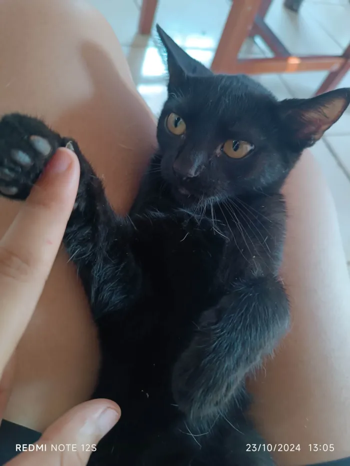 Gato ra a Exótico idade 2 a 6 meses nome Lady