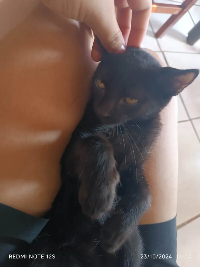 Gato ra a Exótico idade 2 a 6 meses nome Lady