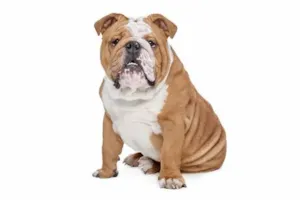 Cachorro raça Bulldog idade 2 a 6 meses nome biinho