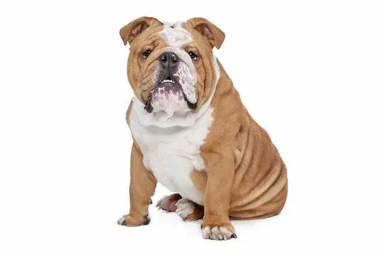 Cachorro ra a Bulldog idade 2 a 6 meses nome biinho