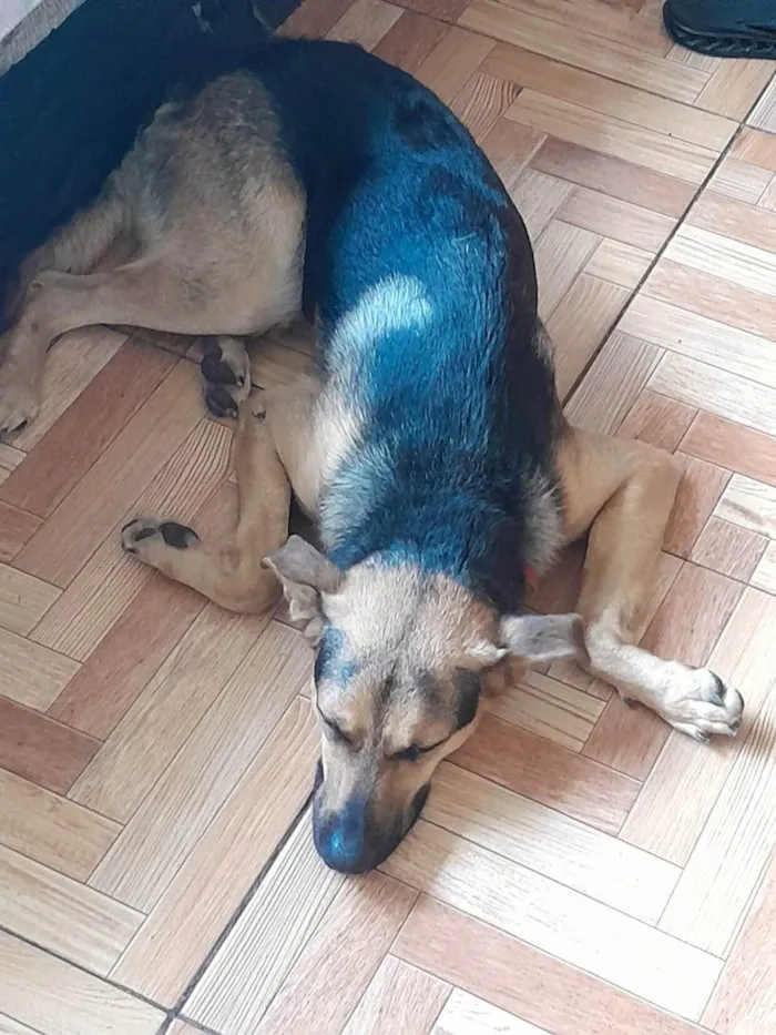 Cachorro ra a SRD-ViraLata idade 1 ano nome Zeus