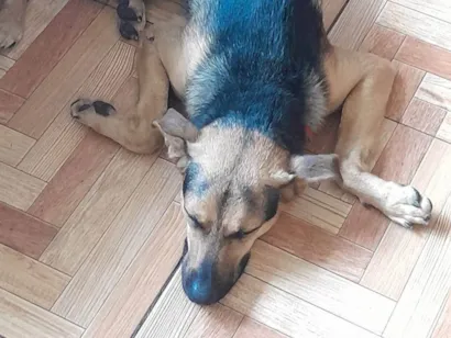 Cachorro raça SRD-ViraLata idade 1 ano nome Zeus