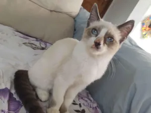 Gato raça SRD-ViraLata idade 2 a 6 meses nome fofa 