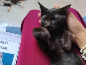 Gato raça SRD-ViraLata idade 2 a 6 meses nome jujuba 