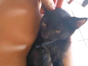 Gato raça Exótico idade 2 a 6 meses nome Lady