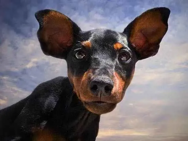 Cachorro ra a Dobermann idade 2 a 6 meses nome Felix