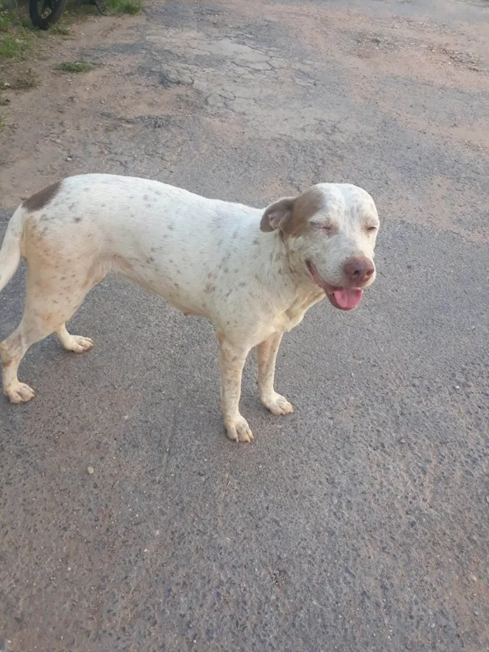 Cachorro ra a Pit-Bull idade 5 anos nome Princesa