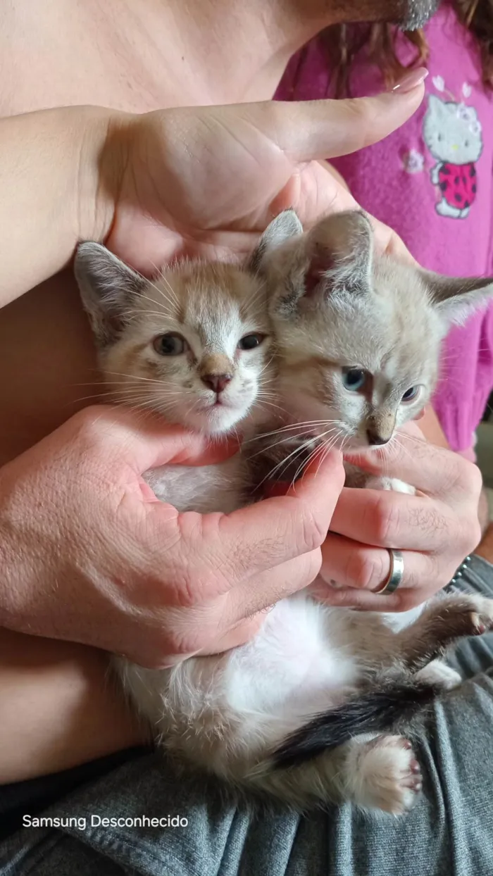 Gato ra a SRD-ViraLata idade Abaixo de 2 meses nome Gata com 3 filhotinhos brancos 