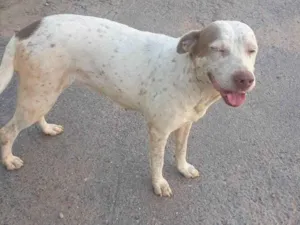 Cachorro raça Pit-Bull idade 5 anos nome Princesa