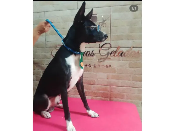 Cachorro ra a SRD-ViraLata idade 2 a 6 meses nome luke 