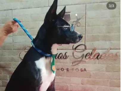 Cachorro raça SRD-ViraLata idade 2 a 6 meses nome luke 