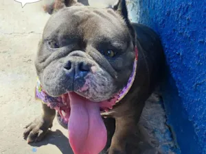 Cachorro raça SRD-ViraLata idade 3 anos nome Ravena