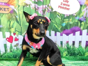 Cachorro raça Pinscher idade 2 anos nome Luly