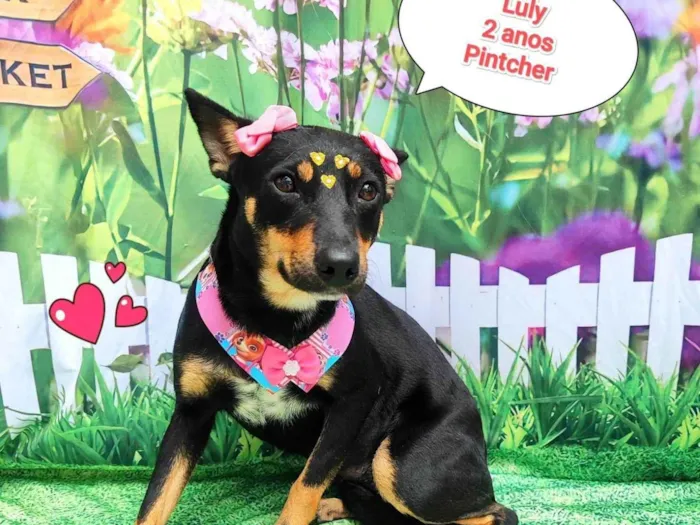 Cachorro ra a Pinscher idade 2 anos nome Luly