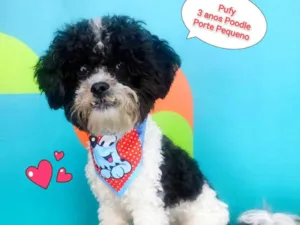 Cachorro raça Poodle idade 3 anos nome Pufy