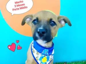 Cachorro raça SRD-ViraLata idade 2 a 6 meses nome rick