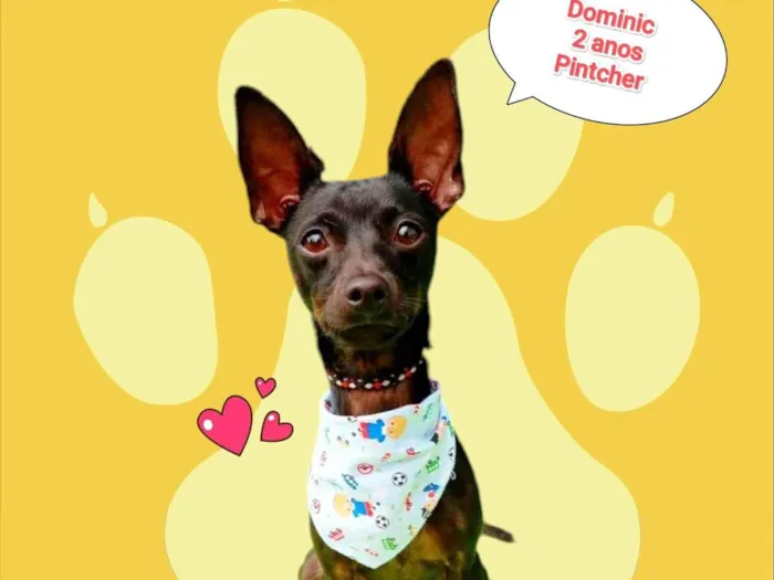 Cachorro ra a Pinscher idade 2 anos nome dominic