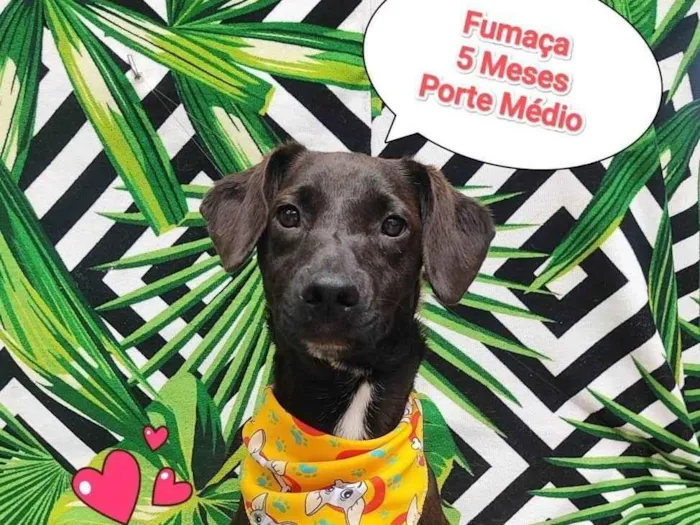 Cachorro ra a SRD-ViraLata idade 2 a 6 meses nome Fumaca