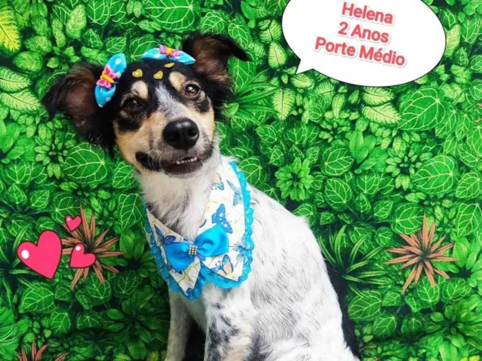 Cachorro ra a SRD-ViraLata idade 2 anos nome Helena