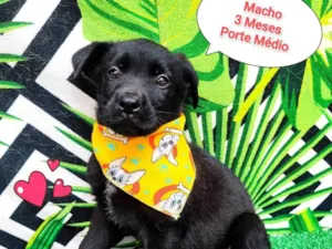 Cachorro raça SRD-ViraLata idade 2 a 6 meses nome mickey 