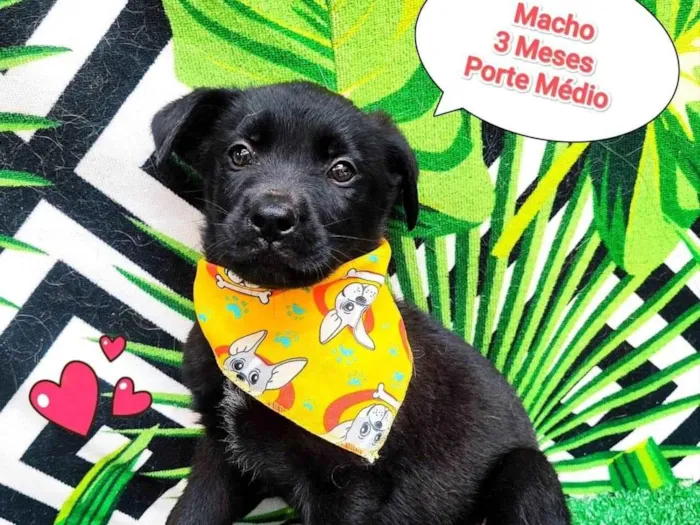 Cachorro ra a SRD-ViraLata idade 2 a 6 meses nome mickey 