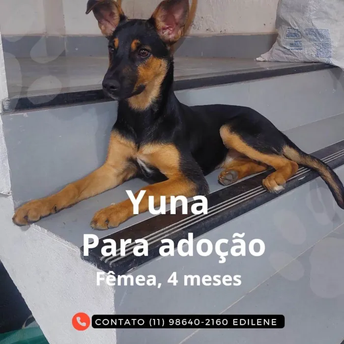 Cachorro ra a SRD-ViraLata idade 2 a 6 meses nome Yuna