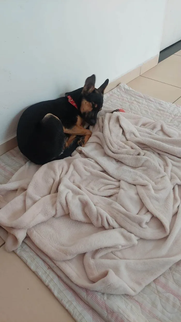 Cachorro ra a SRD-ViraLata idade 2 a 6 meses nome Yuna