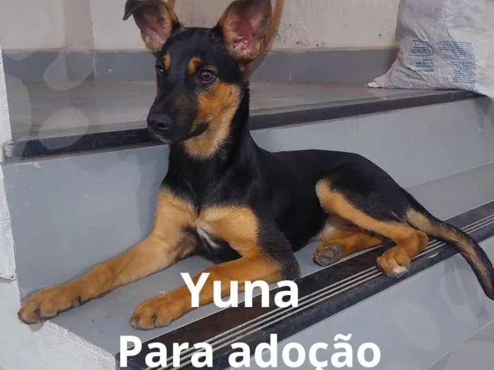 Cachorro ra a SRD-ViraLata idade 2 a 6 meses nome Yuna