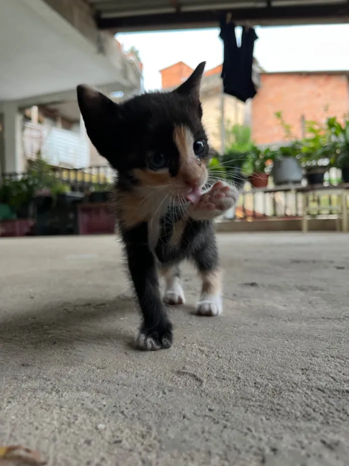 Gato ra a SRD-ViraLata idade Abaixo de 2 meses nome Sem nome 