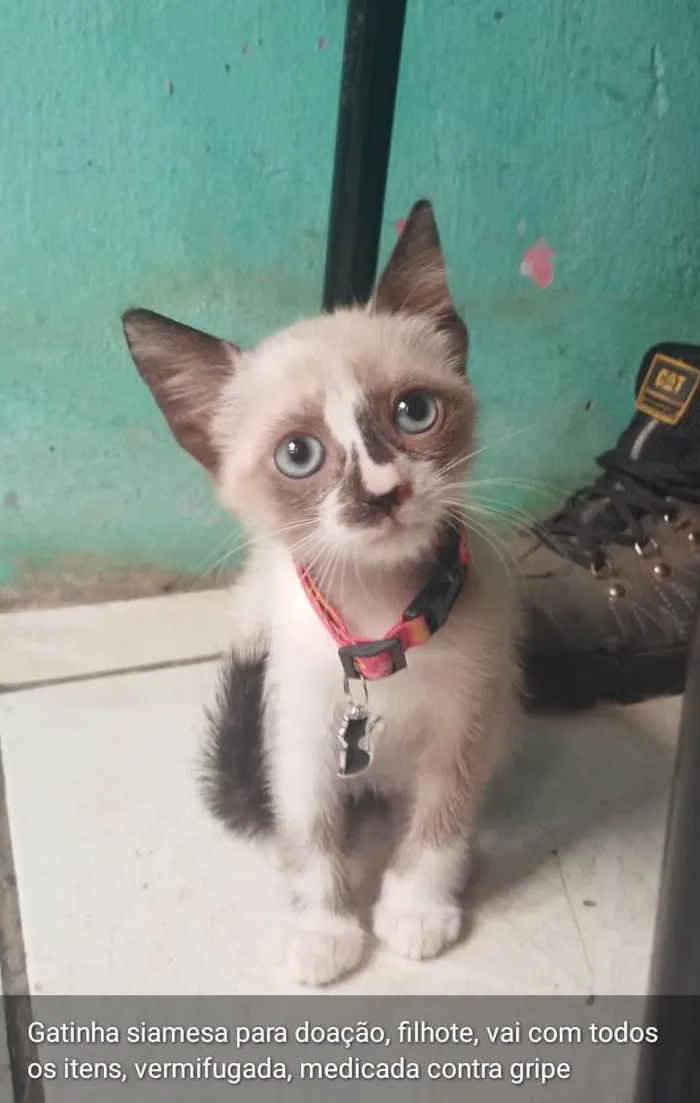 Gato ra a Siamês idade Abaixo de 2 meses nome Nina