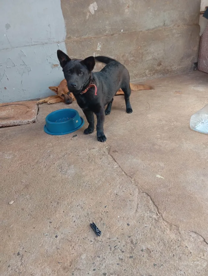 Cachorro ra a SRD-ViraLata idade 7 a 11 meses nome Luky