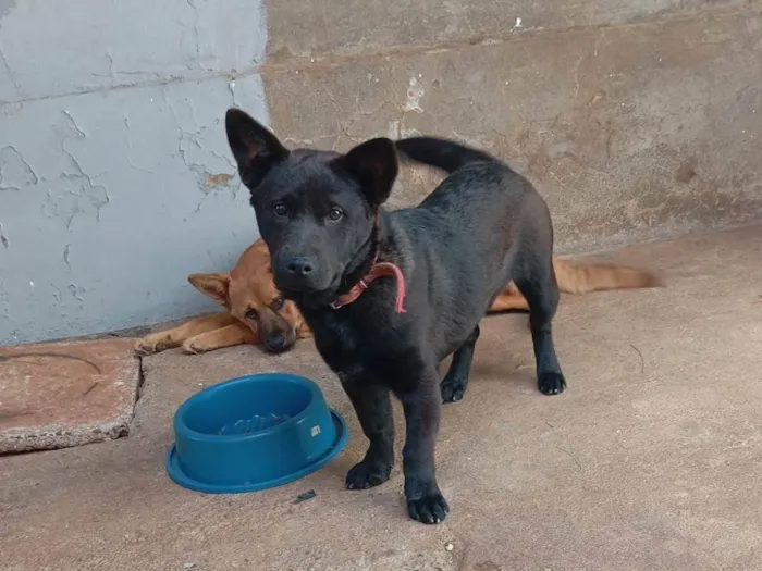 Cachorro ra a SRD-ViraLata idade 7 a 11 meses nome Luky